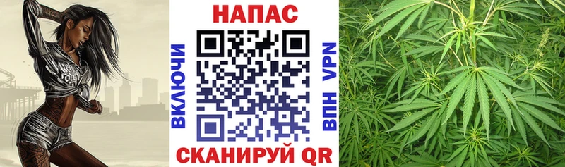 Каннабис OG Kush  Шацк 